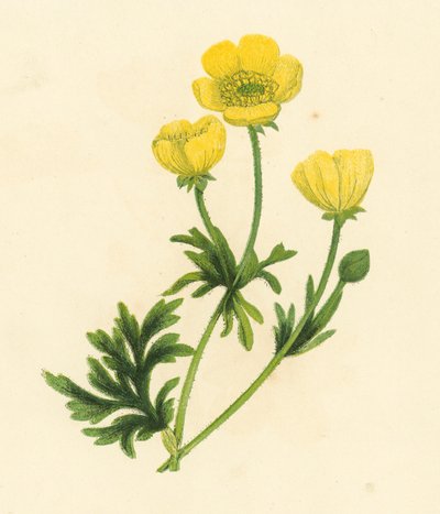 Pryskyřník, Ranunculus Bulbosus (barva lito) od English School