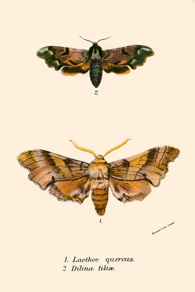 Motýli od English School