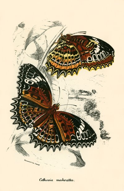 Motýli od English School