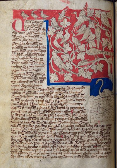 CCA-LitMs/D/10 fol. 12v Birds, od Bestiáře od English School