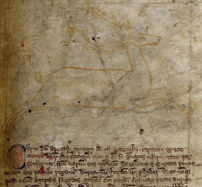 CCA-LitMs/D/10 fol. 1. Jelen z Bestiáře od English School