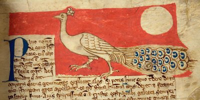 CCA-LitMs/D/10 fol. 22r Páv, z Bestiáře od English School