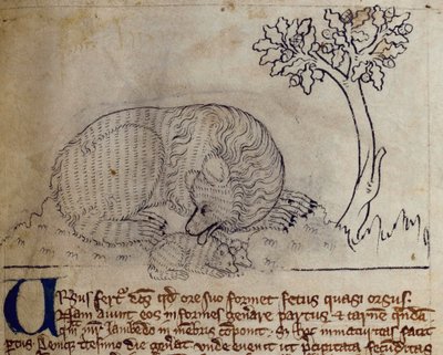 CCA-LitMs/D/10 fol. 3r Medvěd, z Bestiáře od English School