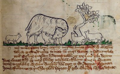 CCA-LitMs/D/10 fol. 8r Ovce, z Bestiáře od English School