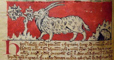 CCA-LitMs/D/10 fol. 8v Koza, z Bestiáře od English School