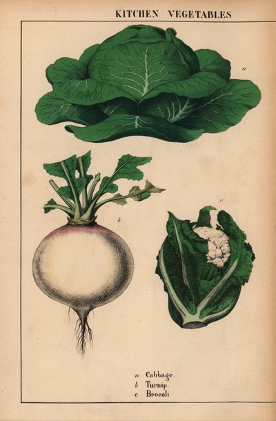 Zelí, tuřín a brokolice [brokolice]  , z „Poučné obrázkové knihy aneb lekce ze světa zeleniny“, [Charlotte Mary Yonge], Edinburgh od English School