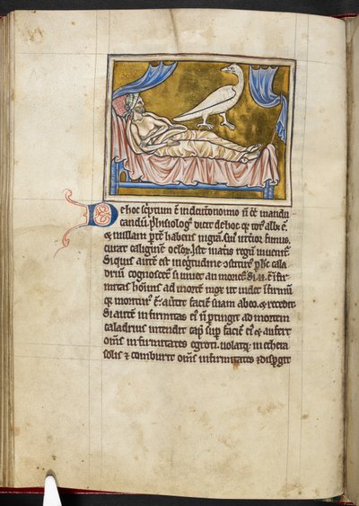 Pták Caladrius - Bestiář, Royal MS 12 C XIX, f.47v od English School