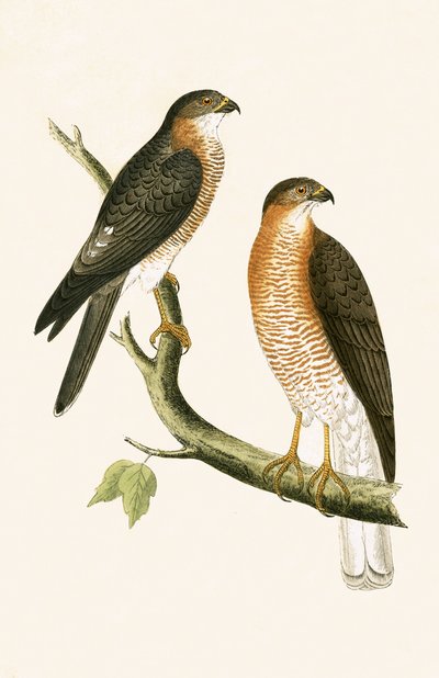 Calcutta Sparrow Hawk, ilustrace z „Historie ptáků Evropy, která nebyla pozorována na Britských ostrovech“ od Charlese Roberta Bree (1811-86), vydáno 1867 od English School