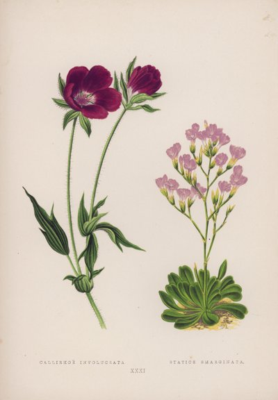 Callirhoe Involucrata; Statice Emarginata (barevná lito) od English School