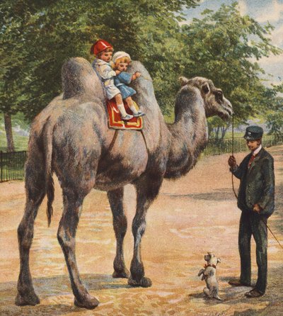 Velbloud (barevná litografie) od English School