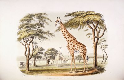 Žirafa Camelopardalis od English School