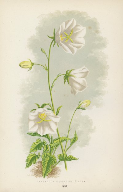 Campanula Carpatica B Alba (barva lito) od English School