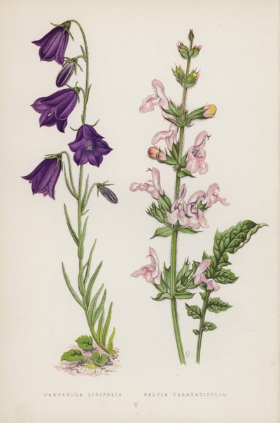 Campanula Linifolia; Salvia Taraxacifolia (barevná lito) od English School