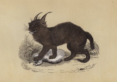 Caracal (barevná litografie) od English School
