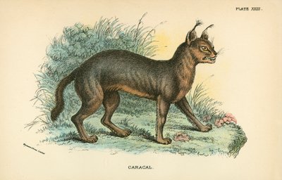 Caracal od English School