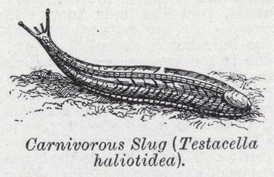 Masožravý slimák, Testacella haliotidea (litho) od English School