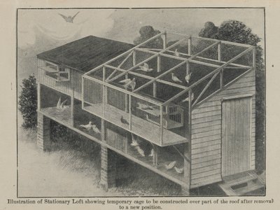 Poštovní holubi ve válce, březen 1918 od English School