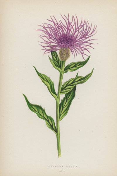 Centaurea Phrygia (barevná litografie) od English School