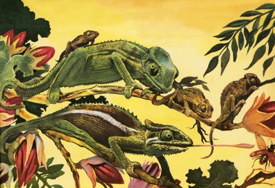 Chameleón od English School