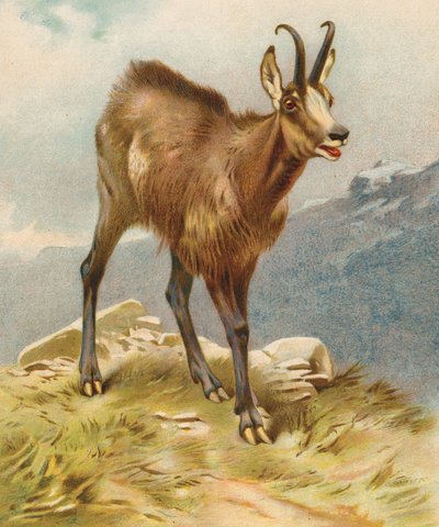Kamzík (barevná litografie) od English School