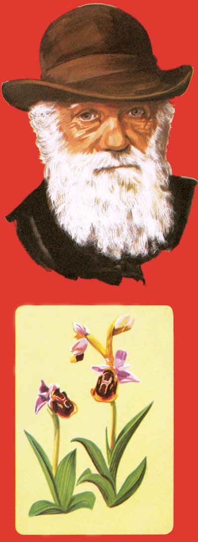 Charles Darwin od English School
