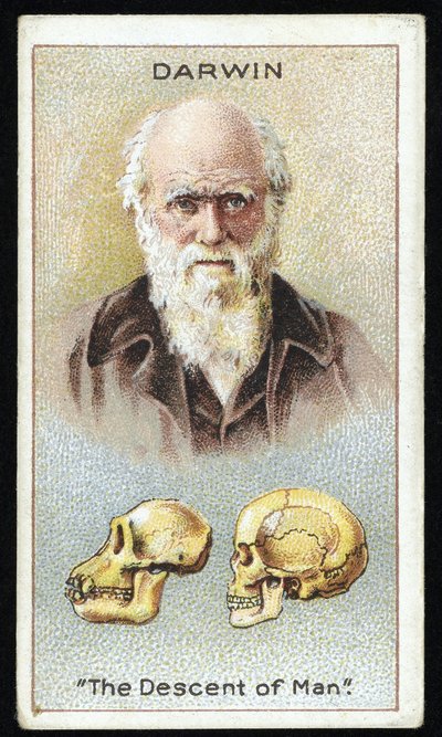 Charles Darwin, "The Descent of Man", hospoda. 1924 (barevné lito) od English School