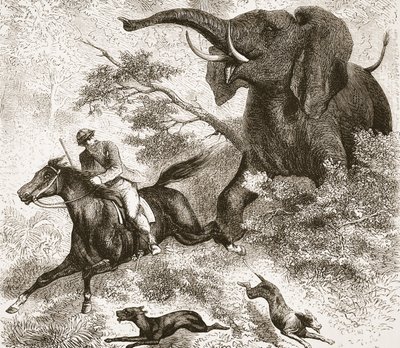 Pronásledován slonem, ilustrace z Obrazového vydání života a objevů Davida Livingstona od J. Ewinga Richieho, vydalo nakladatelství A. Fullarton & Co., 1876. od English School