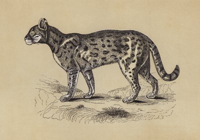 Chati (barevná litografie) od English School
