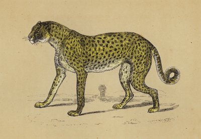 Chetah (barevná litografie) od English School
