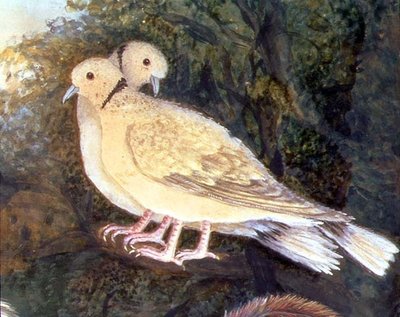 Kuře a holubice u farmy, detail holubic (akvarel, kvaš na papíře) (detail 93278) od English School