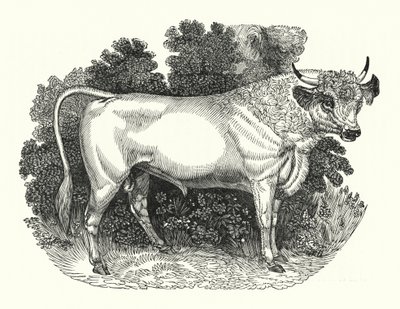 Chillingham Cattle (rytina) od English School