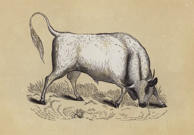 Chillingham Wild Bull (barva lito) od English School