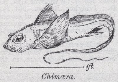 Chimaera (členové) od English School