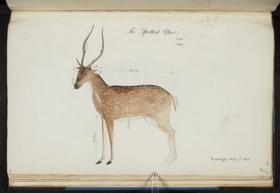 Chital. ‚Cervus axis‘. Původní nápisy: ‚The Spotted Deer Can: San: Seemogga July 4th 1805‘ [s uvedenými rozměry]  Vodové barvy.  1799-1819 od English School