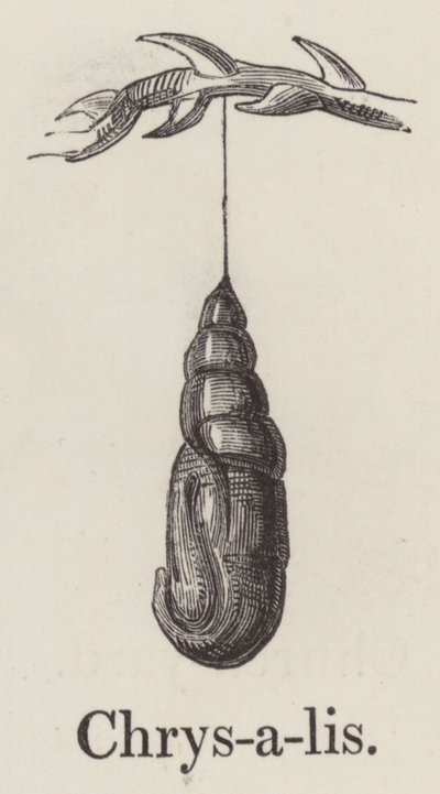 Chrysalis (rytina) od English School