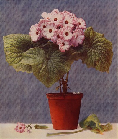 Cineraria (hlubotisk) od English School