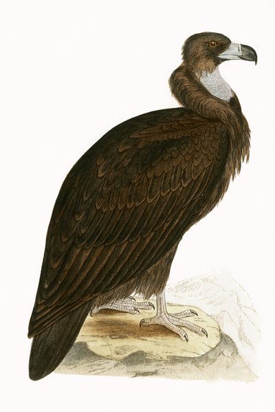 Cinereous Vulture, ilustrace z „Historie ptáků Evropy nepozorovaných na Britských ostrovech“ od Charlese Roberta Bree (1811-86), vydáno 1867 (barevně lito) od English School