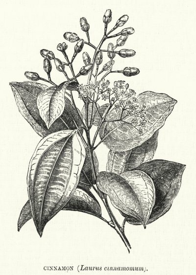 Skořice, Laurus cinnamomum (rytina) od English School