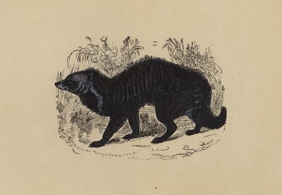 Civet (barevná litografie) od English School