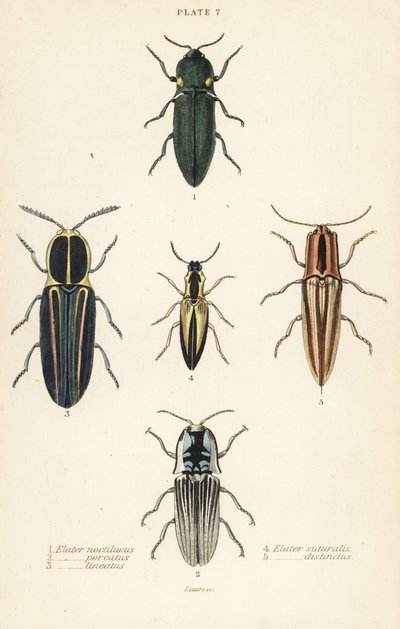 Click beetle: elastický světlomet, Pyrophorus nightlucus 1, Chalcolepidius porcatus 2, lemovaný brouk klikatý, Agriotes lineatus 3, Elater suturalis 4 a Semiotus Differentus 5 od English School