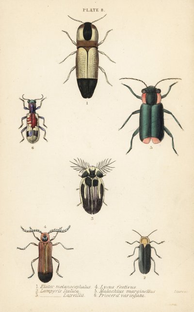 Klikovci: Melanoxanthus melanocephalus 1, Lucola italica 2, Lampyris latreillii 3, Lycus festivus 4, květník měkký, Clanoptilus marginellus 5 a Priocera variegatus 6 od English School