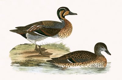 Cucking Teal, ilustrace z knihy „Historie ptáků Evropy, která nebyla pozorována na Britských ostrovech“ od Charlese Roberta Bree (1811-86), vydáno 1867 od English School