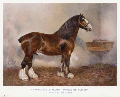 Clydesdale hřebec "Princ z Albionu" od English School