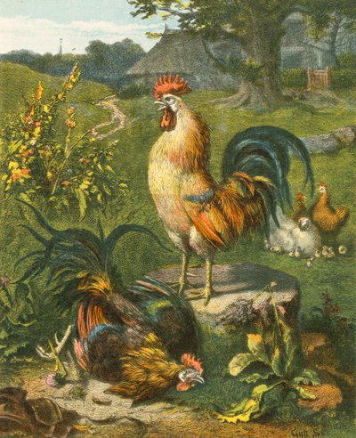 Cock, Victor od English School