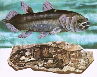 Coelacanth a jeho fosilie od English School