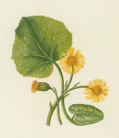 Podběl, Tussilago Farfara (barva lito) od English School