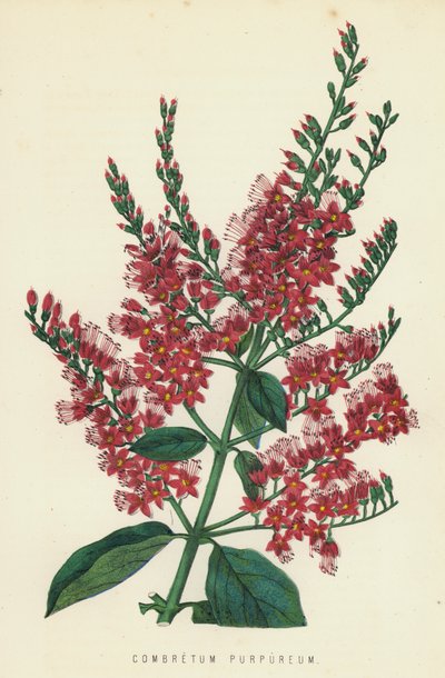Combretum Purpureum od English School