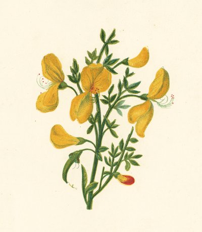 Metla obecná, Cytisus Scoparius (barva lito) od English School