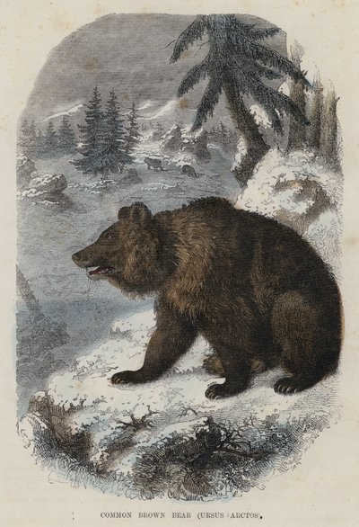 Medvěd hnědý, Ursus Arctos (barevná rytina) od English School