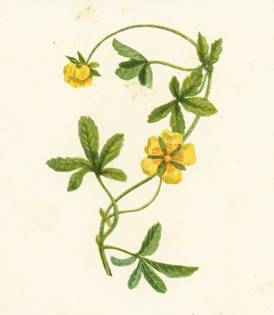 Mochna plazivá, Potentilla Reptans (barevná litografie) od English School